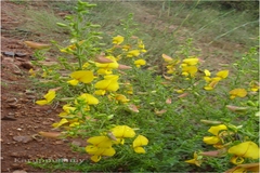 Crotalaria paniculata var. paniculata